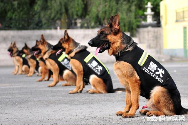 10大最好家庭伴侣犬排行:最常用与最常见的4种工作犬，你知道是哪几种吗？