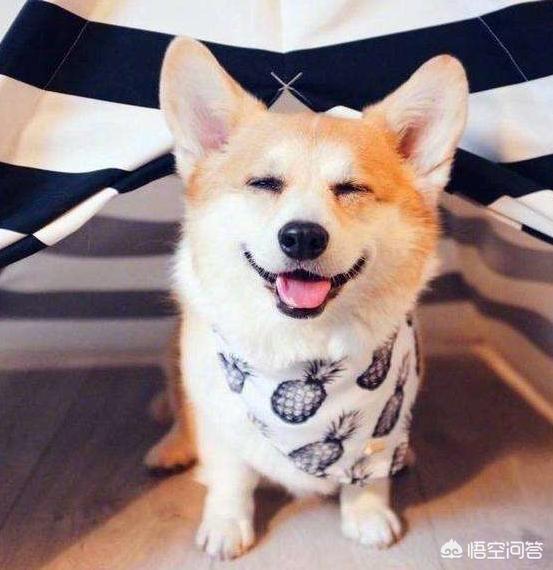 网红柯基图片:柯基犬有什么缺点，家里饲养好不好？