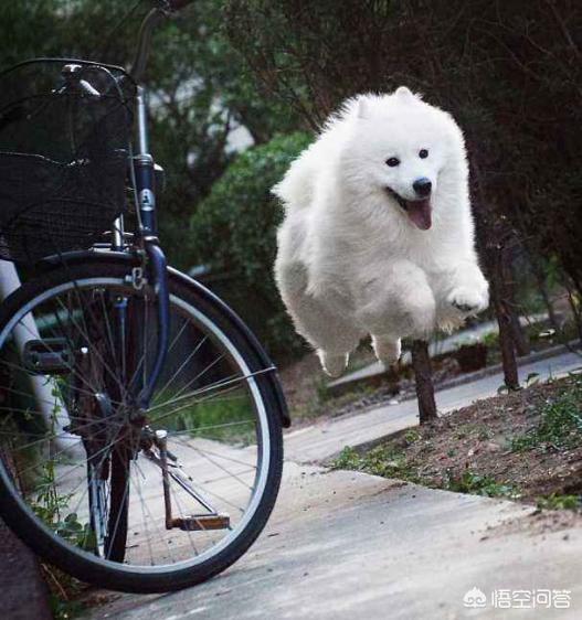 西摩犬聪明不聪明:怎么样的萨摩耶算“笨”？