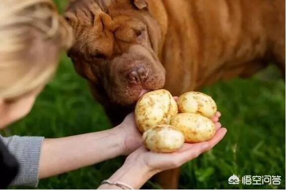 菜狗是什么意思，第一次养狗，有哪些蔬菜，狗狗是不能吃的