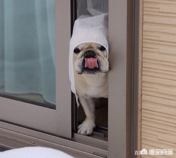 斗牛犬好养吗:养法斗是一种什么样的体验？