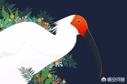 加拉巴哥群岛:有哪些感觉已经灭绝的生物其实还活着？