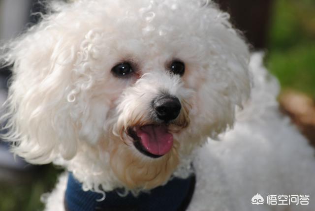 成年比熊犬好养吗:比熊犬有什么缺点，为什么有人说养得人更少了？
