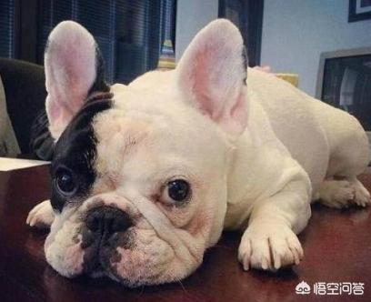 法牛犬:怎么惩罚法斗犬是不对的？
