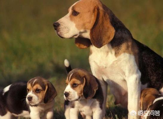 地震救援搜救犬:什么品种的狗狗最适合做搜救犬？