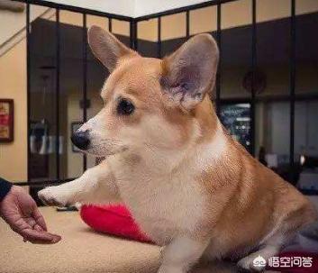 听话的柯基犬怎么训练:惩罚柯基犬，你一般是用什么方法？