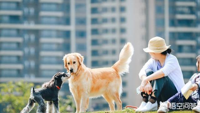 长春大丹犬吧:世界上最大的是犬种可以和最小的犬种杂交吗？