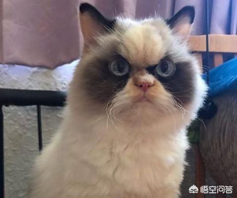 不爽猫:猫猫真的是中吹吗？为什么立场如此不坚定？ 不爽猫表情包