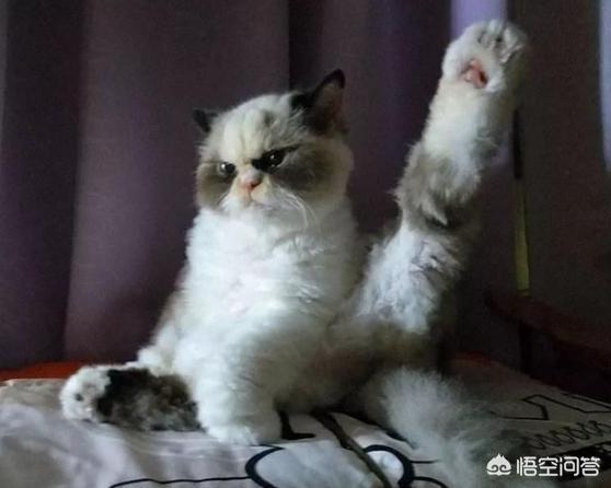 不爽猫:猫猫真的是中吹吗？为什么立场如此不坚定？ 不爽猫表情包