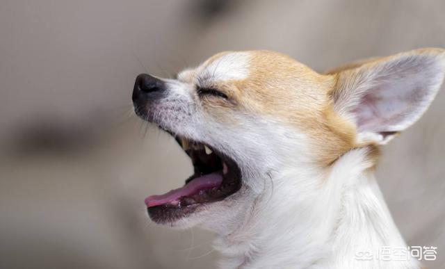 长毛腊肠犬喜欢吠吗:哪些小型犬是非常喜欢吠叫的呢？ 长毛腊肠犬图片