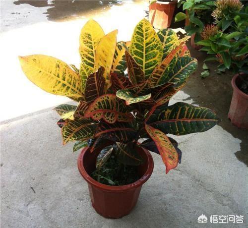 变叶木实物:植物变叶木养殖方法是什么？哪位知道？