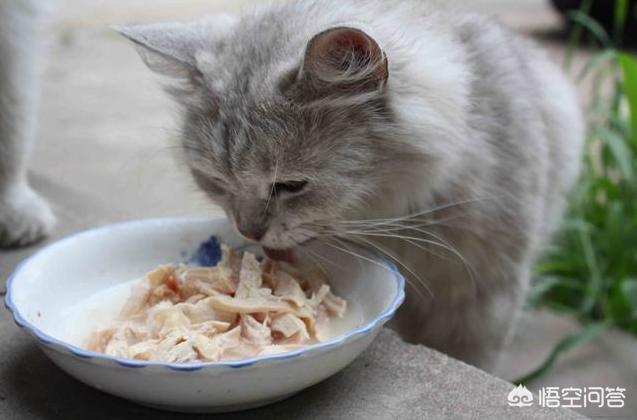 猫不吃雪诗雅罐头:猫咪拒食治疗方法，猫咪拒食是什么病吗？