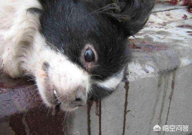 犬传染性气管支气管炎:狗狗容易得哪些传染病？都有什么症状？