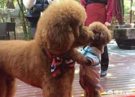 泰迪犬价格百度经验:泰迪犬的价格会受到什么因素的影响？