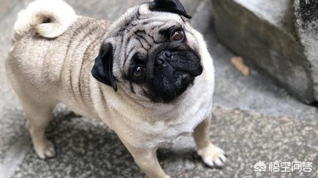 八哥狗图片搞笑卖萌:巴哥犬犯错后有哪些反应？
