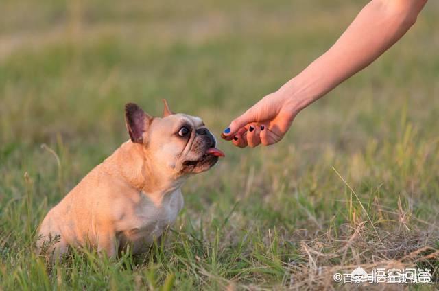 法牛犬:法斗犬除了喜欢会舔人，还有什么原因让它舔人吗？