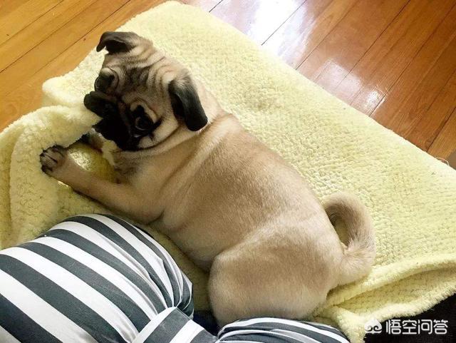 八哥狗图片搞笑卖萌:巴哥犬犯错后有哪些反应？