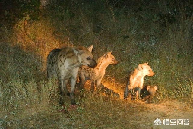 敖犬资料:流浪藏獒结成的大獒群，实力远超过大型狼群吗？