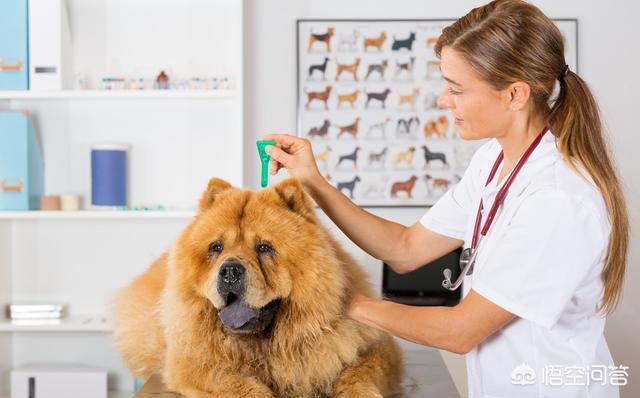 松师犬:松狮犬饲养新手养吗？为什么？