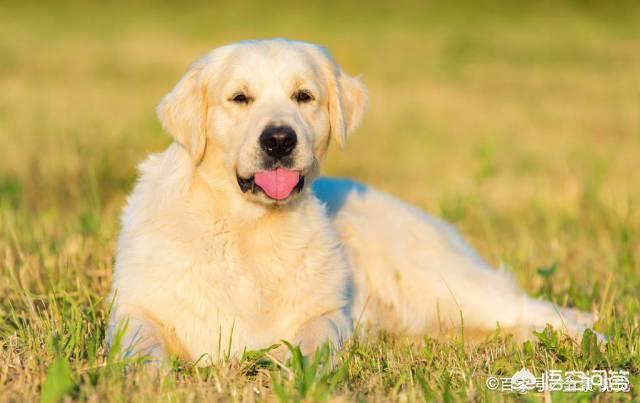 比格犬智商:请问大家，100平的房子养什么大型狗狗合适？