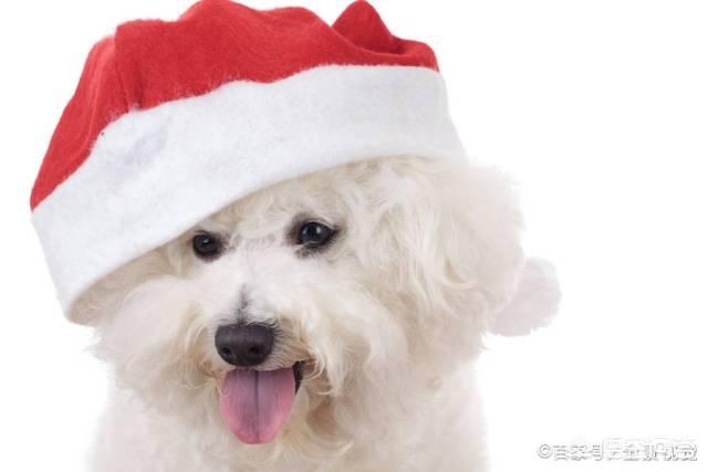 比格犬智商:请问大家，100平的房子养什么大型狗狗合适？