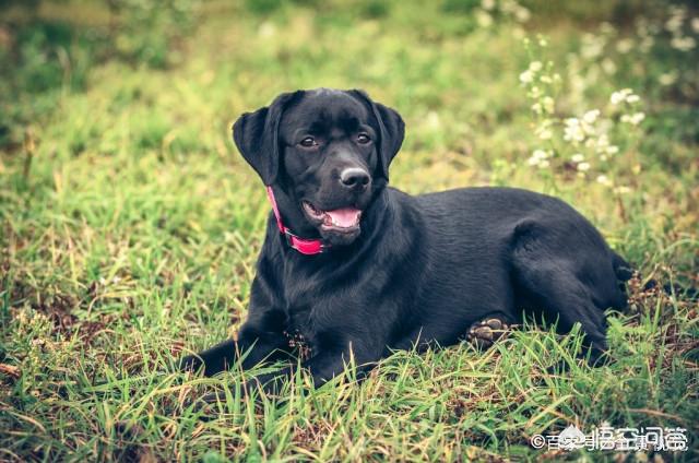 拉布拉多犬图片大全:一只拉布拉多成犬，它的正常体重是多少？太胖怎么办？