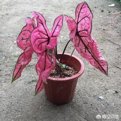 花叶芋五彩芋有毒吗:花叶芋是五彩芋 彩叶芋，叶色美丽、色彩斑斓，盆栽要如何管理呢？