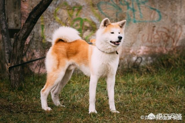日本秋田犬图片:日本狗秋田犬和柴犬图片 为什么喜欢秋田犬的多，养的人却少？