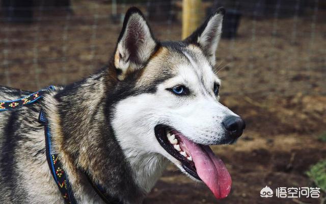 波士顿梗犬尾巴:老人说，尾巴弯下去的狗不能养，是真的吗？