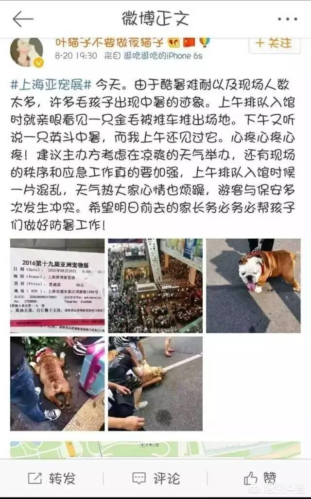 法国斗牛犬吧:什么事让法国斗牛犬极其容易发生意外死亡呢？ 法国斗牛犬吧 百度贴吧