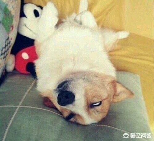 柯基犬智商:养柯基犬有那些好处与坏处？