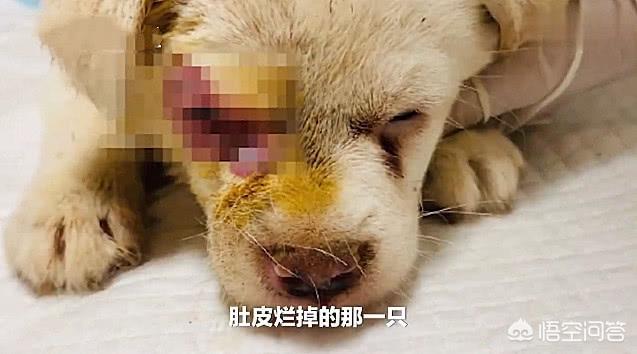 厦门宠物狗:厦门、深圳遛狗不栓绳无人管理，大狗小狗到处流窜，你怎么看？ 厦门卖狗的宠物市场在哪里