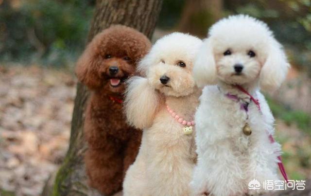 比熊和泰迪的区别:泰迪犬和比熊犬相比，为什么泰迪犬更值得养？