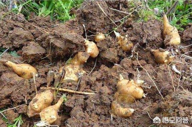 头条问答 洋姜如何种植 18个回答
