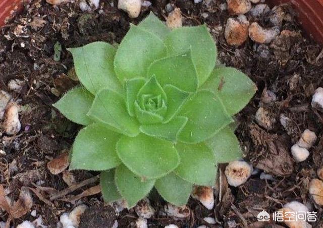 长生草属多肉植物图片:多肉植物长生草的精美图片 我家的观音莲都养了一年了怎么始终不长分枝呢？