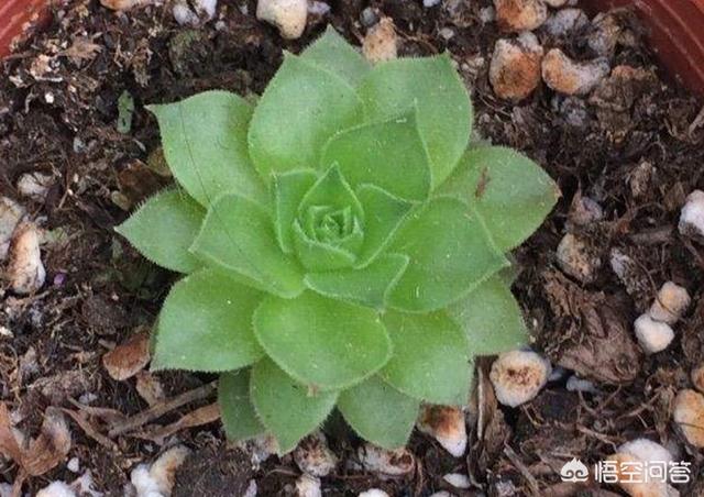 长生草属多肉植物图片:长生草多肉植物图鉴大全 观音莲已经穿裙子了要怎么救？