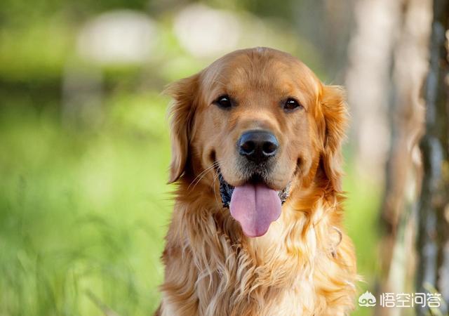 虎皮法斗犬多少钱一只:养哪些品种的狗狗是花钱比较多的？