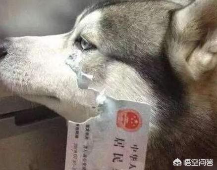 虎皮法斗犬多少钱一只:养哪些品种的狗狗是花钱比较多的？