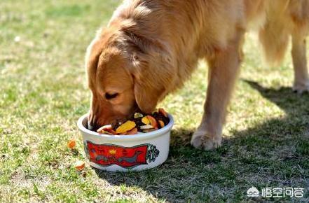 虎皮法斗犬多少钱一只:养哪些品种的狗狗是花钱比较多的？