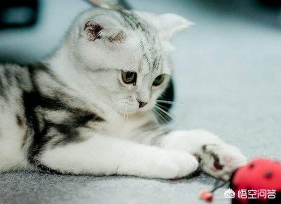 猫咪猎手舒克微博:为什么猫是最厉害的猎手？