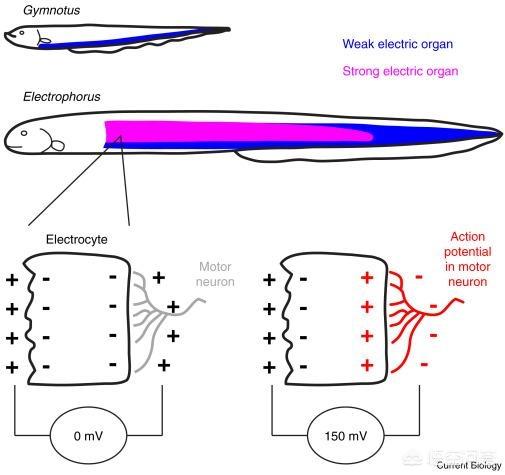 揭秘电鳗为什么会放电:电鳗没有发动机却有电，那么它的发电原理是什么？