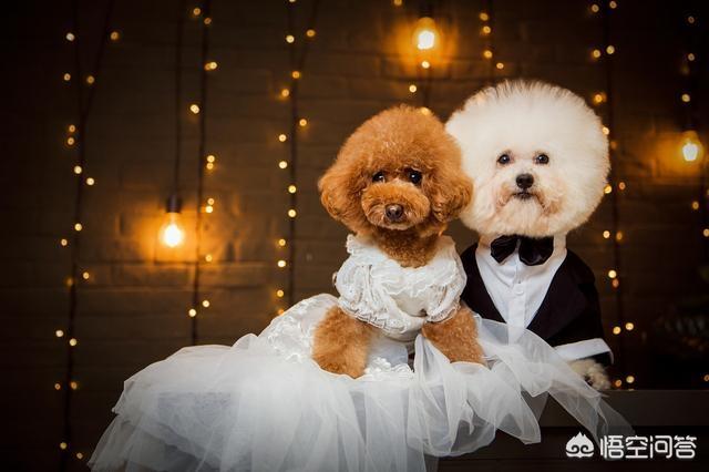 卷毛比雄犬和泰迪区别:泰迪犬和比熊犬相比，为什么泰迪犬更值得养？