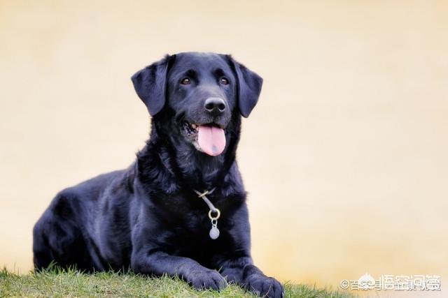 拉布拉多图片 警犬:警犬拉布拉多樱桃图片 拉布拉多犬有多少种毛色？你最喜欢哪种？