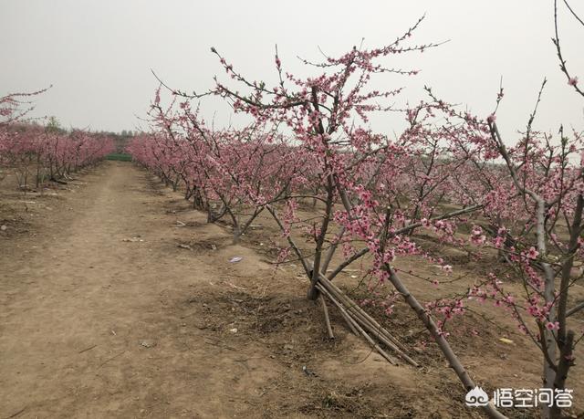 水果大战害虫:怎样杀死钻入果树主枝内的蛀虫？