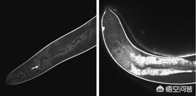 水蚤:莱斯大学团队的“纳米钻头”，如何被用于杀死蠕虫和水蚤？