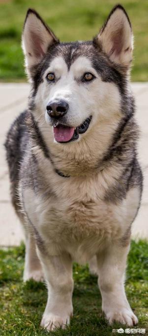 哥顿雪达犬小时候图片:为什么巴哥犬那么少人养？你知道其中的原因吗？