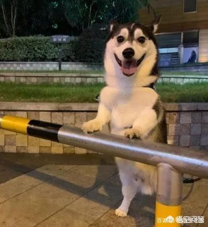 哥顿雪达犬小时候图片:为什么巴哥犬那么少人养？你知道其中的原因吗？