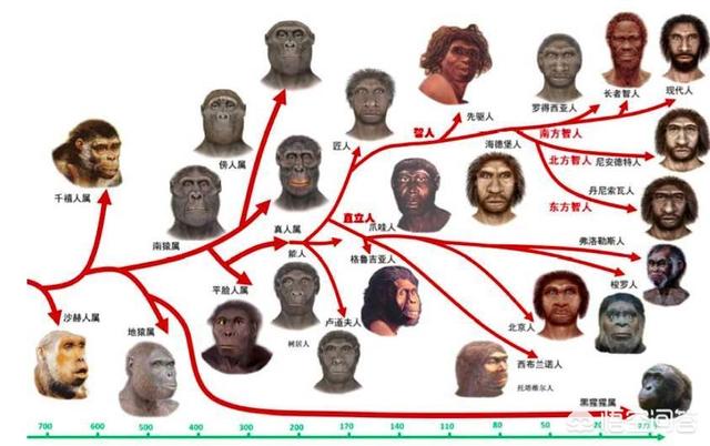 印尼红毛猩猩被强迫:巴拿马猴已经进入石器时代，它们未来会威胁到人类吗？