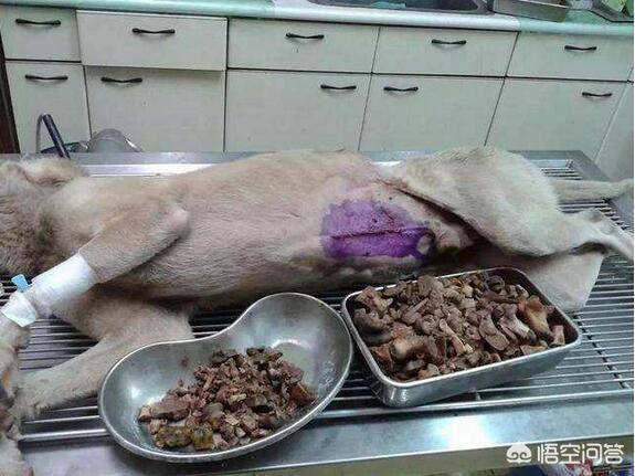 贪吃狗宠物:给狗狗吃什么食物，等于“慢性自杀”？