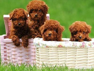 泰迪犬价格:为什么泰迪犬价格那么便宜？ 泰迪犬价钱多少
